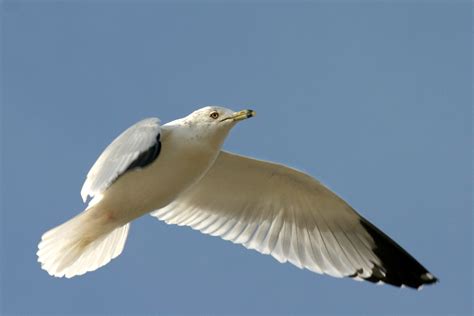 1920x1080 wallpaper | white and black on wings bird | Peakpx