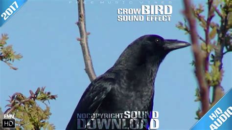 Crow Call Sound Effect Crow Alarm Calls Crow Sounds Fmv 2017 Youtube