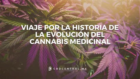 Un Viaje Por La Historia De La Evolución Del Cannabis Medicinal Cbd