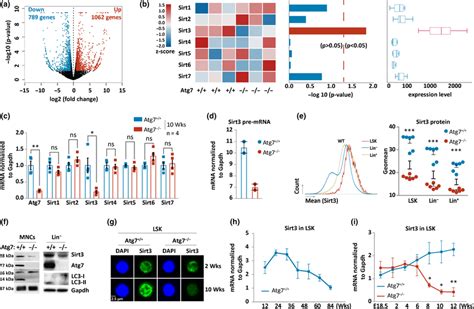 Sirt3 Expression Depends On Atg7 In The Mouse Bone Marrow Hsc‐enriched