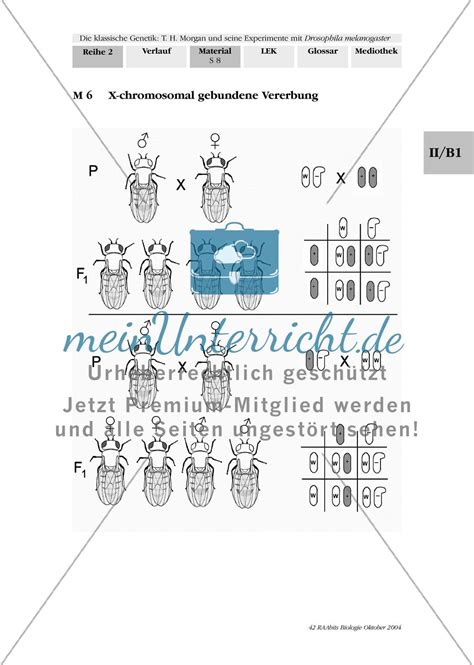 Die Chromosomentheorie der Vererbung - meinUnterricht 
