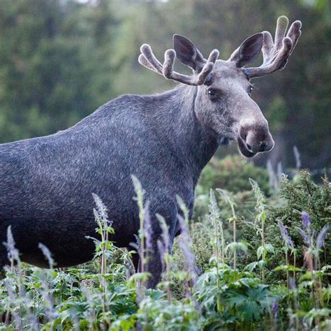 Lgstammen Riskerar Att R Dlistas Skogsbolagens Inflytande