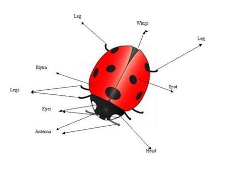 Anatomy Of The Ladybug All About Ladybugs