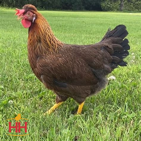 Olive Egger Hoovers Hatchery