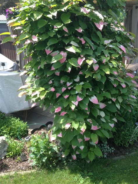 The Perfect Spring Vine with Pink and Green Flowers