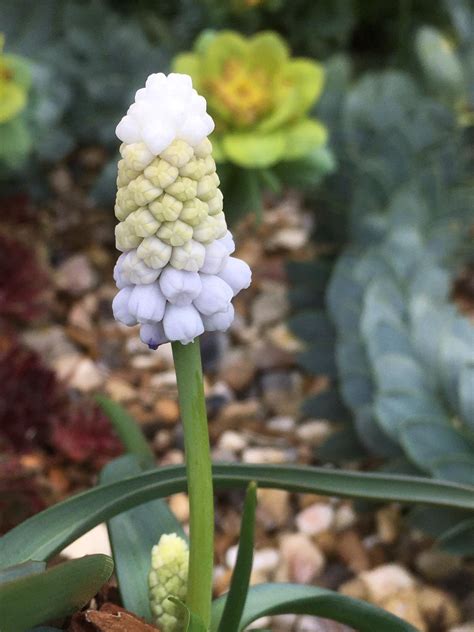 Muscari armeniacum 'Siberian Tiger' - The Beth Chatto Gardens