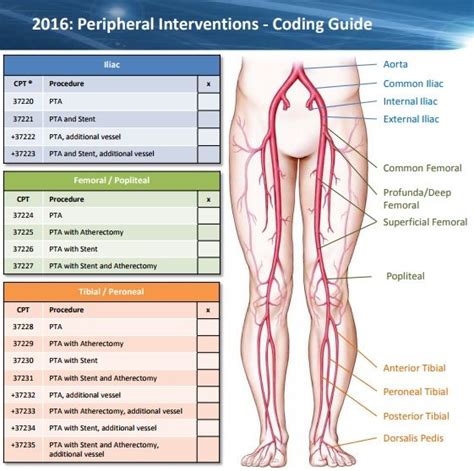 Cpt Code For Abdominal Ultrasound