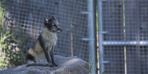 Arctic Fox Again Zoochat