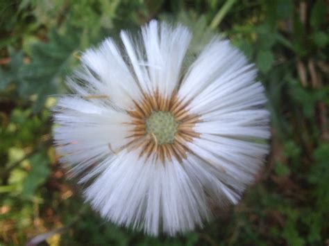 Fotos gratis naturaleza flora botánica de cerca Planta de tierra