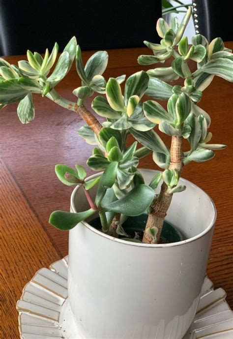 Houseplants With Variegated Leaves That Unleash Magic Into Your Home