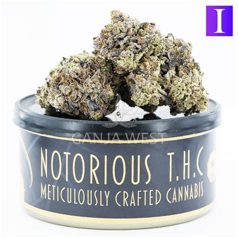 Notorious THC Craft Khalifa Mints 7 Grams Ganja West