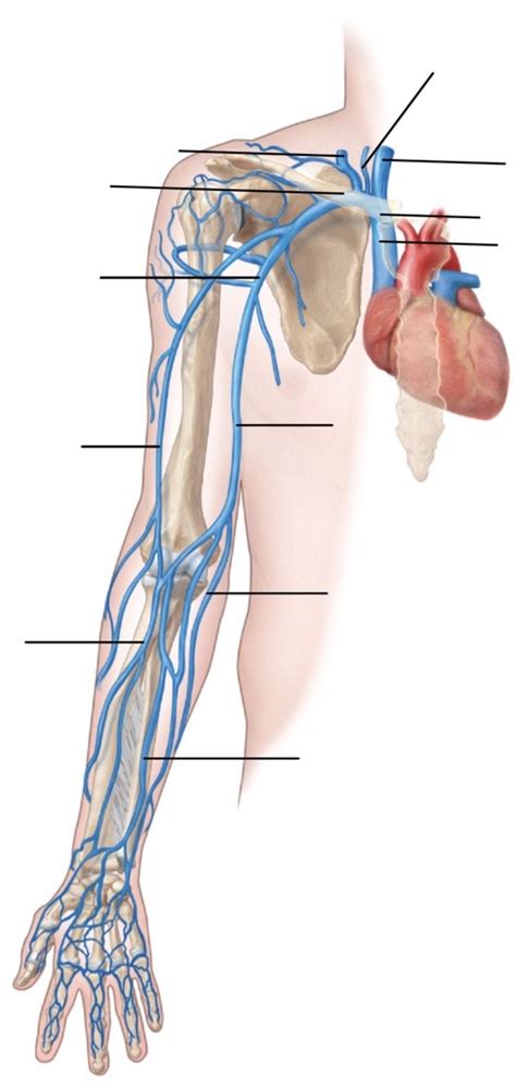 Veins Arm Diagram Quizlet