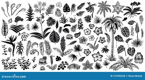 Tropical Leaves And Flowers Vector Line And Silhouette Sketches Big