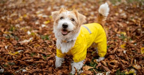 Come Proteggere Il Cane Dalla Pioggia La Guida Completa ArcaMagazine