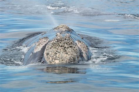 Whale Poop The Unexpected Fuel To Save Our Oceans