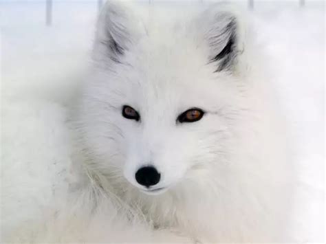 Arctic foxes' majestic coats camouflage them in the snow. | Business ...