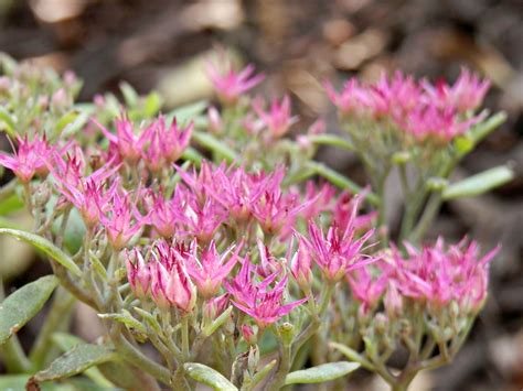 Sedum Neon Blooming In The Garden