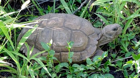 Armon A Debilidad Oportuno Tortugas De Argentina Continental Foto Adoraci N