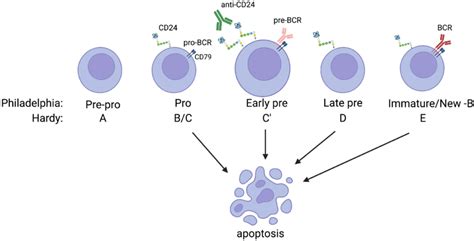 CD24 Induces Apoptosis In Developing B Cells Shown Are Stages Of B