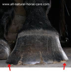 Horse Hoof Cracks - What causes them?