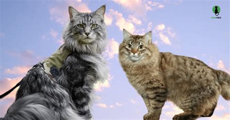 Discover Cats From Around The World Murmeo