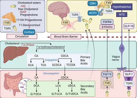 Frontiers Signalling Cognition The Gut Microbiota And Hypothalamic