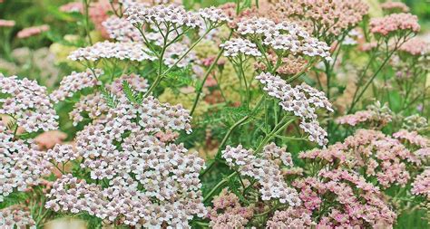 Milenrama Achillea millefolium Guía de Siembra y Cuidados