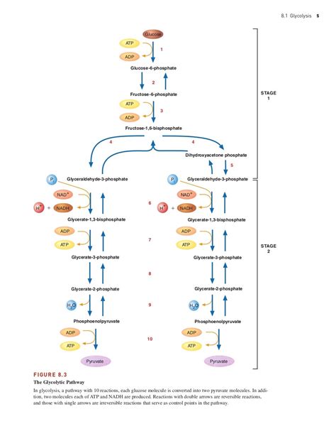 Carbohydrates metabolism