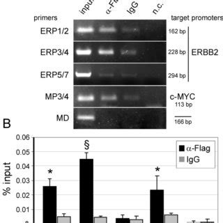 Mbp Negatively Regulates Erbb And C Myc Expression In Skbr Breast