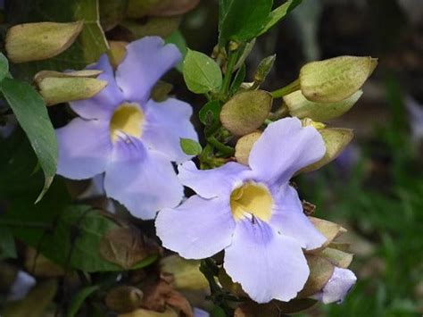 Thunbergia grandiflora | Blue Skyflower | 5 Seeds