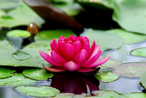 Significado Da Flor De Lótus Na Umbanda