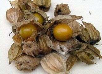 Typical Peruvian Fruits LimaEasy