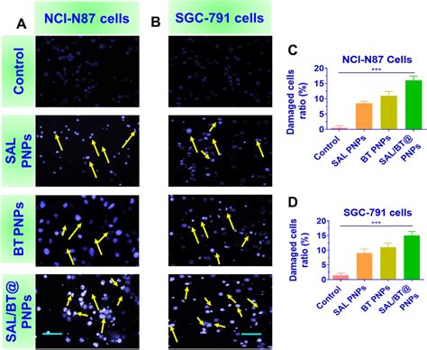 Assessment Of Apoptosis In Human Gastric Carcinoma Cells Nci N87 And