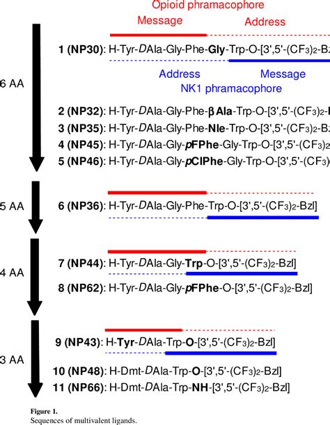 Figure From Discovery Of Tripeptide Derived Multifunctional Ligands