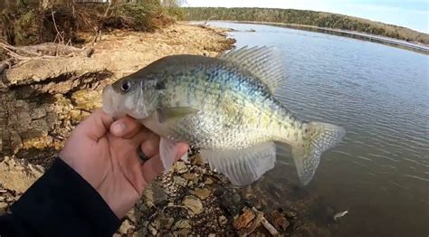 Missouri Crappie Fishing Tips Free Guides