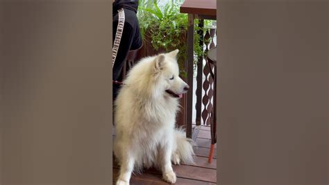 🐶 ️чудо белое ️ - YouTube