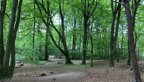 Oud Hout Zorgt Voor Meer Biodiversiteit In Het Schollebos Vrienden