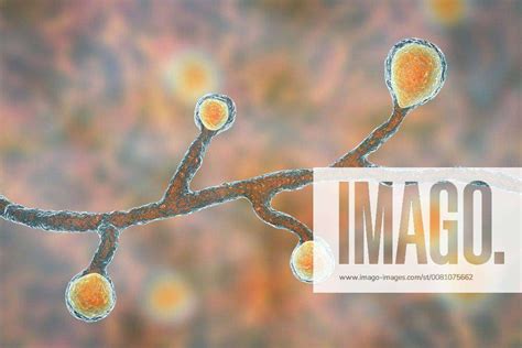 Blastomyces Fungus Illustration Blastomyces Dermatitidis Fungus