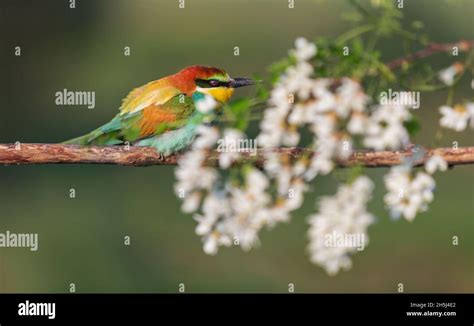 beautiful wild bird among white bloom, wild animals Stock Photo - Alamy