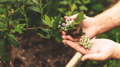 A Comprehensive Guide to Growing Blueberries in Raised Beds