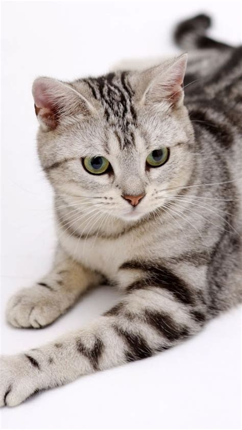 32+ American Shorthair Cat Tabby - Furry Kittens