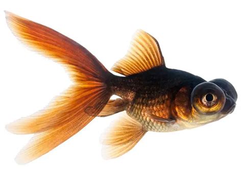 Telescope Goldfish Care And Species Profile Fishkeeping World