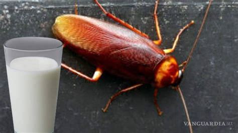 ¿leche De Cucaracha Será El Suplemento Alimenticio Del Futuro