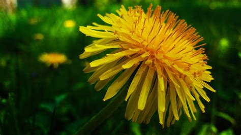 Hintergrundbilder Natur Makro Bokeh Gelbe Blume Pflanzen Blumen