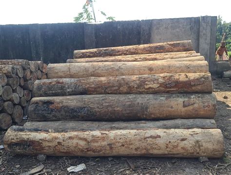 Pine Wood Logs At Rs Cubic Feet Pine Wood Logs In Yamuna Nagar