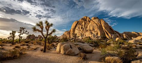 Ultimate Guide The Joshua Tree National Park Cuddlynest