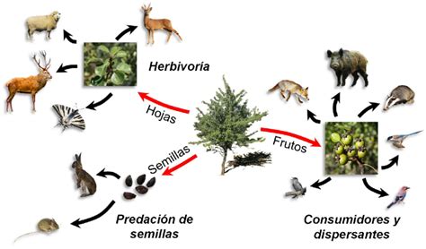 Esquema Representando La Importancia Del Piruétano Pyrus Bourgaeana Download Scientific