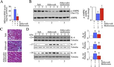 Metformin Inhibits Aldosterone Induced Cardiac Fibroblast Activation