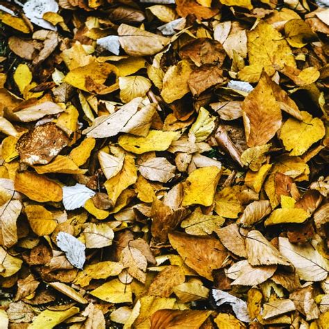 Autumn Leaves Background Free Stock Photo Public Domain Pictures