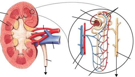 Nephron Diagram Labeled In The Kidney